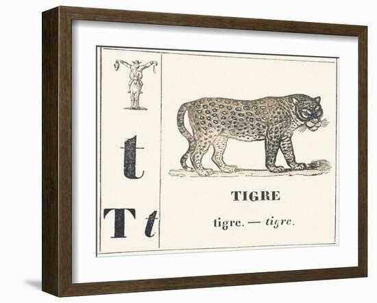 T for Tiger, 1850 (Engraving)-Louis Simon (1810-1870) Lassalle-Framed Giclee Print