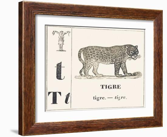 T for Tiger, 1850 (Engraving)-Louis Simon (1810-1870) Lassalle-Framed Giclee Print