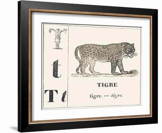 T for Tiger, 1850 (Engraving)-Louis Simon (1810-1870) Lassalle-Framed Giclee Print
