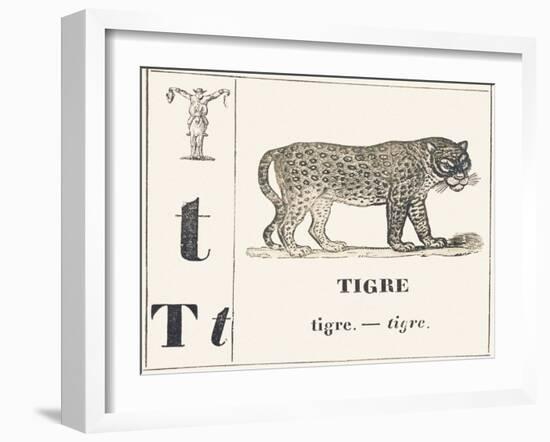 T for Tiger, 1850 (Engraving)-Louis Simon (1810-1870) Lassalle-Framed Giclee Print