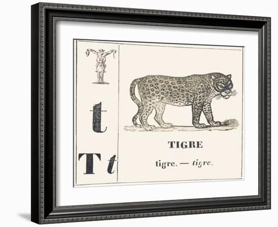 T for Tiger, 1850 (Engraving)-Louis Simon (1810-1870) Lassalle-Framed Giclee Print