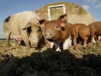 Free Range Organic Pig Sow with Piglets, Wiltshire, UK-T.j. Rich-Photographic Print