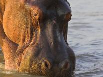 Hippopotamus at Sunrise, South Luangwa, Zambia-T.j. Rich-Framed Photographic Print