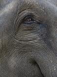 Indian Elephant Close Up of Eye, Controlled Conditions, Bandhavgarh Np, Madhya Pradesh, India-T.j. Rich-Photographic Print