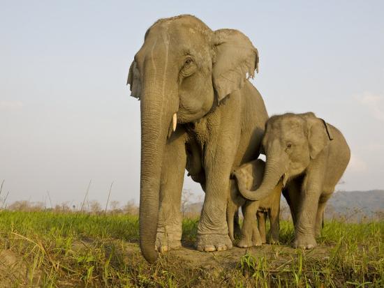 Indian Elephant Mother with 5-Day Baby and its Older Sibling