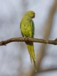 Rose Ringed Ring-Necked Parakeet Perched, Ranthambhore Np, Rajasthan, India-T.j. Rich-Photographic Print