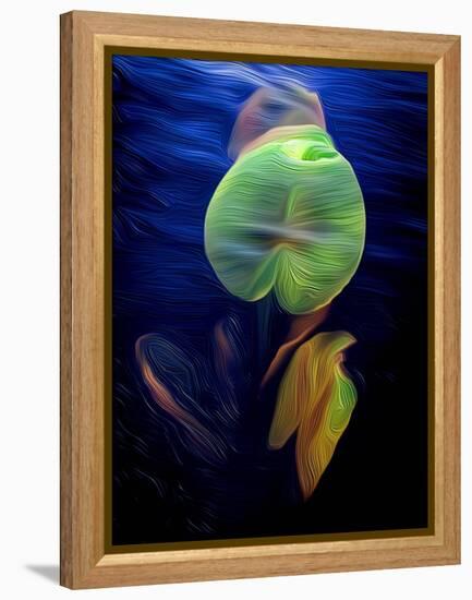 T_Lily2, 2021, (digital)-Scott J. Davis-Framed Premier Image Canvas