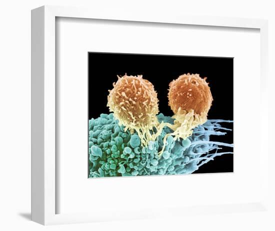 T Lymphocytes And Cancer Cell, SEM-Steve Gschmeissner-Framed Premium Photographic Print