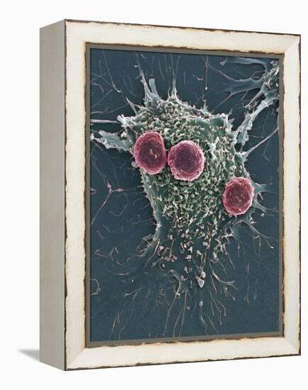 T Lymphocytes And Cancer Cell, SEM-Steve Gschmeissner-Framed Premier Image Canvas