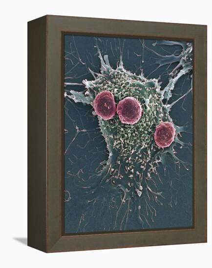 T Lymphocytes And Cancer Cell, SEM-Steve Gschmeissner-Framed Premier Image Canvas