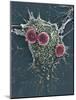 T Lymphocytes And Cancer Cell, SEM-Steve Gschmeissner-Mounted Photographic Print