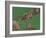 T Lymphocytes And Cancer Cells, SEM-Steve Gschmeissner-Framed Photographic Print