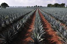 Agave Field for Tequila Production, Jalisco, Mexico-T photography-Framed Premier Image Canvas