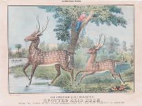 Spotted Axis Deer-T. W. Strong-Framed Giclee Print