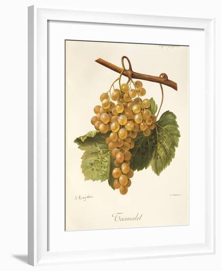 Taamalet Grape by a Kreyder-null-Framed Giclee Print