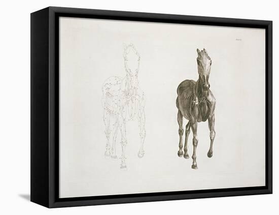 Tab. Viii, from 'The Anatomy of the Horse...' 1766-George Stubbs-Framed Premier Image Canvas