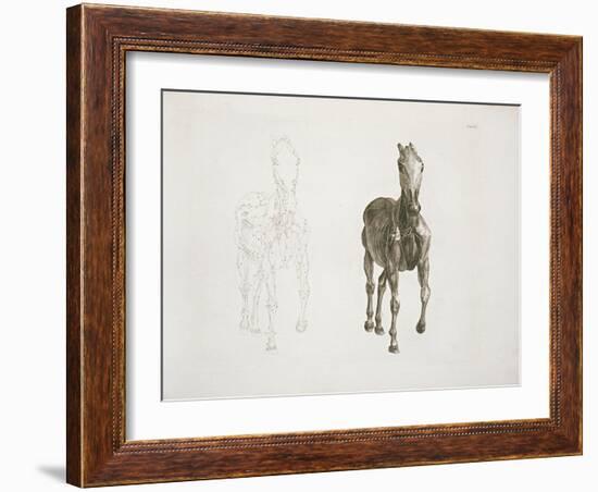 Tab. Viii, from 'The Anatomy of the Horse...' 1766-George Stubbs-Framed Giclee Print