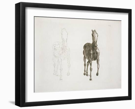 Tab. Viii, from 'The Anatomy of the Horse...' 1766-George Stubbs-Framed Giclee Print
