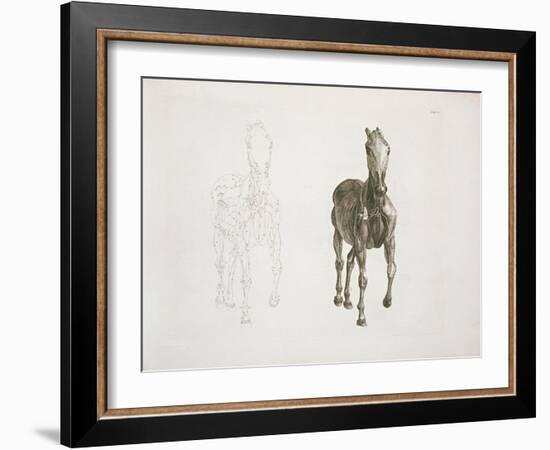 Tab. Viii, from 'The Anatomy of the Horse...' 1766-George Stubbs-Framed Giclee Print