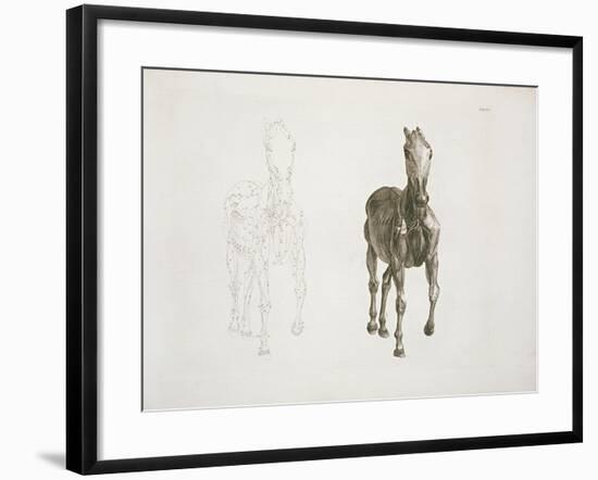 Tab. Viii, from 'The Anatomy of the Horse...' 1766-George Stubbs-Framed Giclee Print