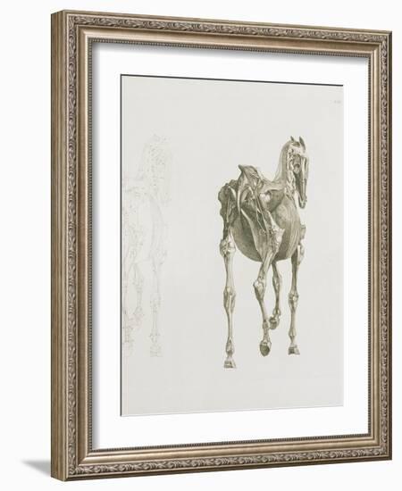 Tab. Xv, from 'The Anatomy of the Horse...', 1766 (Engraving)-George Stubbs-Framed Giclee Print