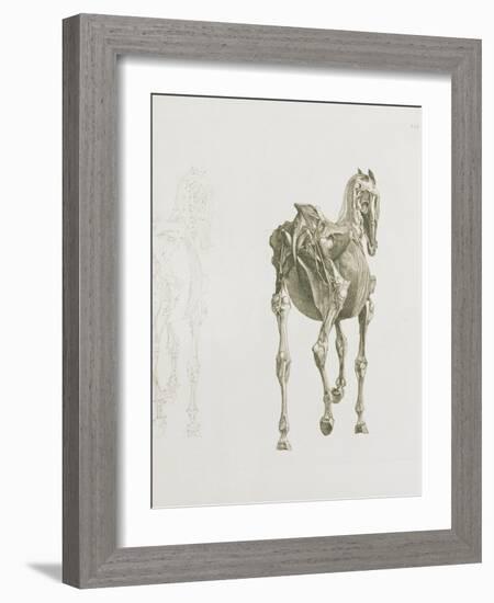 Tab. Xv, from 'The Anatomy of the Horse...', 1766 (Engraving)-George Stubbs-Framed Giclee Print