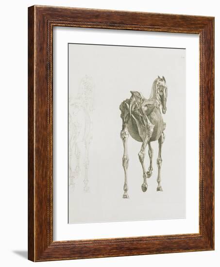 Tab. Xv, from 'The Anatomy of the Horse...', 1766 (Engraving)-George Stubbs-Framed Giclee Print