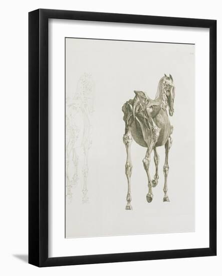 Tab. Xv, from 'The Anatomy of the Horse...', 1766 (Engraving)-George Stubbs-Framed Giclee Print