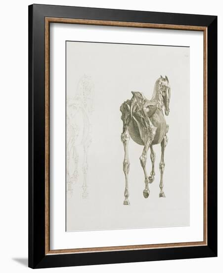 Tab. Xv, from 'The Anatomy of the Horse...', 1766 (Engraving)-George Stubbs-Framed Giclee Print