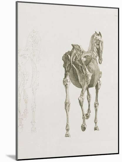 Tab. Xv, from 'The Anatomy of the Horse...', 1766 (Engraving)-George Stubbs-Mounted Giclee Print