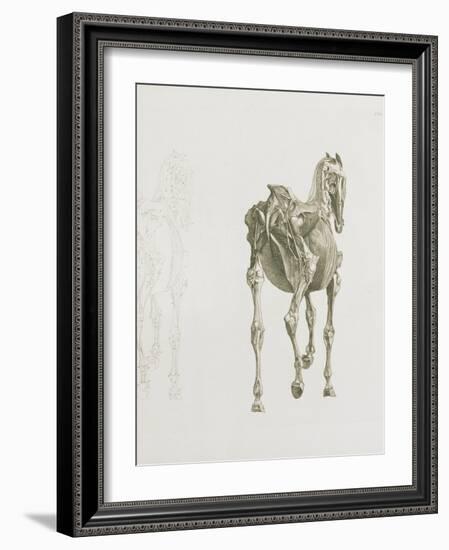 Tab. Xv, from 'The Anatomy of the Horse...', 1766 (Engraving)-George Stubbs-Framed Giclee Print