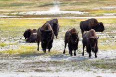 Mature North American Buffalo Expressing Anger-tab62-Framed Photographic Print