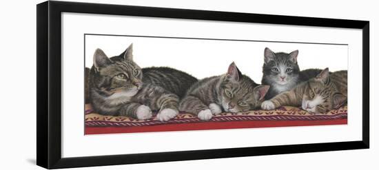 Tabbies White Background-Janet Pidoux-Framed Giclee Print