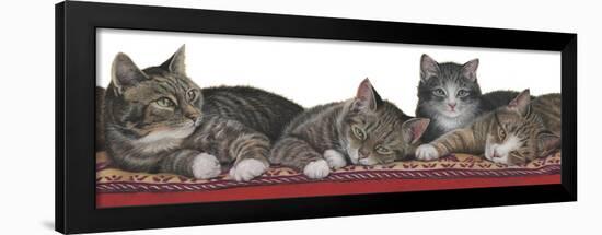 Tabbies White Background-Janet Pidoux-Framed Giclee Print