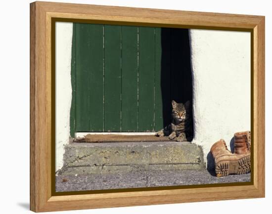 Tabby Cat Resting in Open Doorway, Italy-Adriano Bacchella-Framed Premier Image Canvas