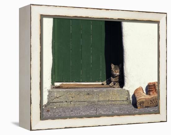 Tabby Cat Resting in Open Doorway, Italy-Adriano Bacchella-Framed Premier Image Canvas