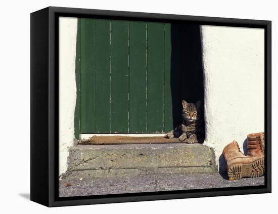 Tabby Cat Resting in Open Doorway, Italy-Adriano Bacchella-Framed Premier Image Canvas
