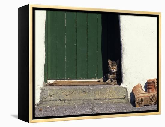 Tabby Cat Resting in Open Doorway, Italy-Adriano Bacchella-Framed Premier Image Canvas