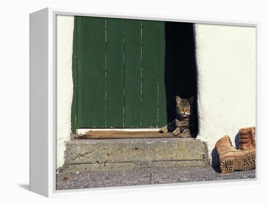 Tabby Cat Resting in Open Doorway, Italy-Adriano Bacchella-Framed Premier Image Canvas