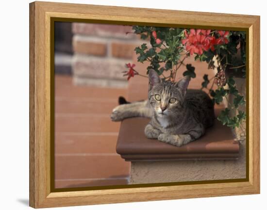 Tabby Cat Resting on Garden Terrace, Italy-Adriano Bacchella-Framed Premier Image Canvas