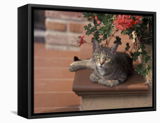 Tabby Cat Resting on Garden Terrace, Italy-Adriano Bacchella-Framed Premier Image Canvas