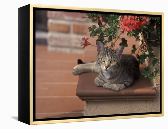 Tabby Cat Resting on Garden Terrace, Italy-Adriano Bacchella-Framed Premier Image Canvas