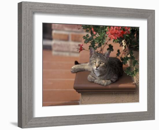 Tabby Cat Resting on Garden Terrace, Italy-Adriano Bacchella-Framed Photographic Print