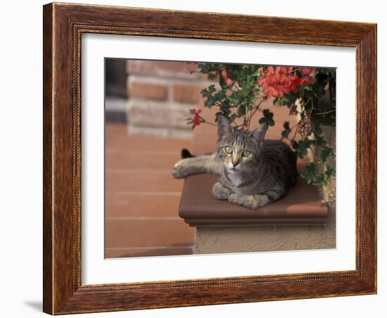 Tabby Cat Resting on Garden Terrace, Italy-Adriano Bacchella-Framed Photographic Print