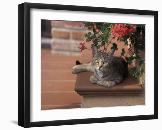 Tabby Cat Resting on Garden Terrace, Italy-Adriano Bacchella-Framed Photographic Print