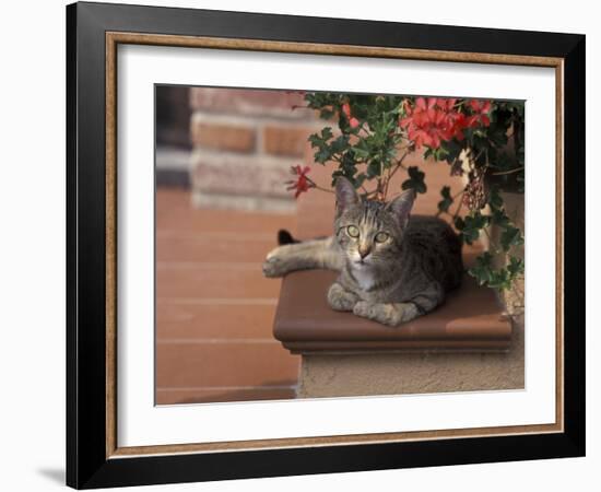 Tabby Cat Resting on Garden Terrace, Italy-Adriano Bacchella-Framed Photographic Print