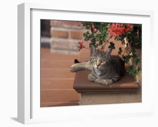 Tabby Cat Resting on Garden Terrace, Italy-Adriano Bacchella-Framed Photographic Print