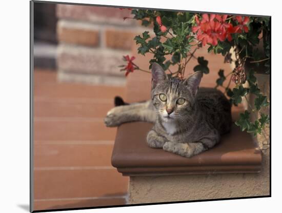 Tabby Cat Resting on Garden Terrace, Italy-Adriano Bacchella-Mounted Photographic Print