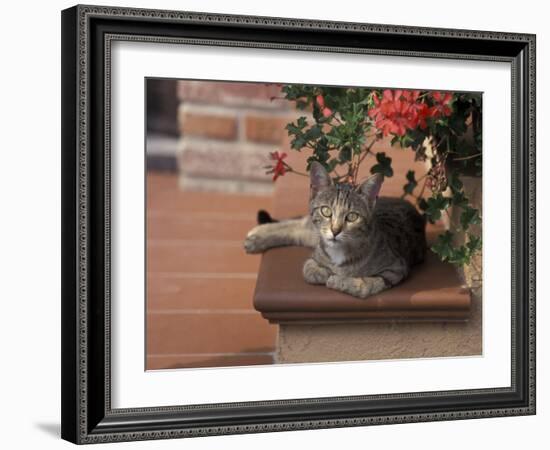 Tabby Cat Resting on Garden Terrace, Italy-Adriano Bacchella-Framed Photographic Print