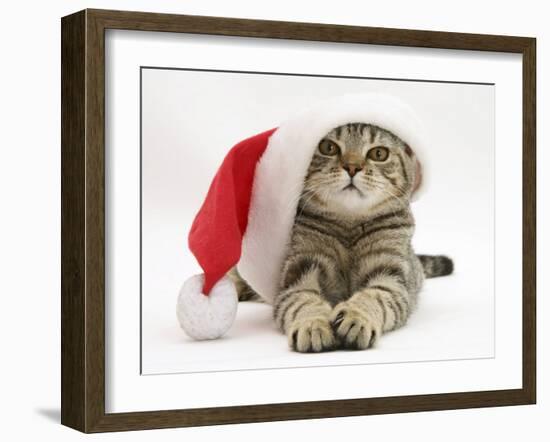 Tabby Cat Wearing a Father Christmas Hat-Jane Burton-Framed Photographic Print